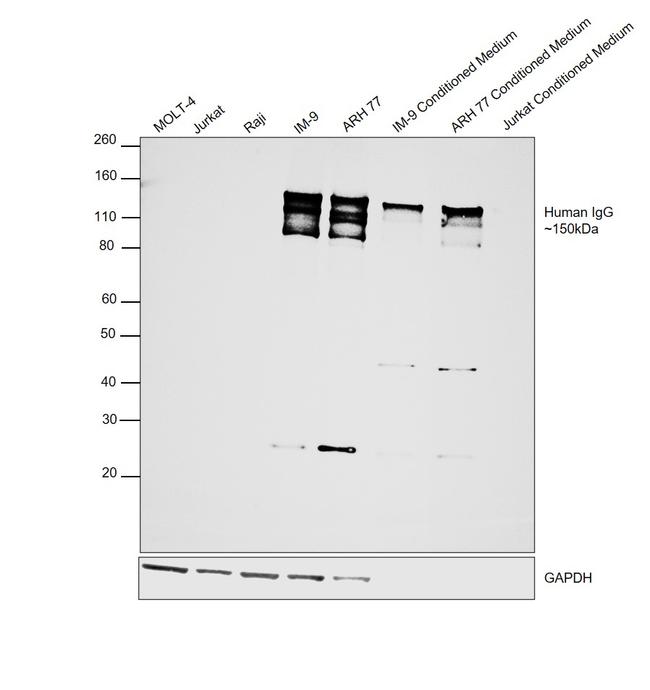 Human IgG (H+L) Cross-Adsorbed Secondary Antibody in Western Blot (WB)