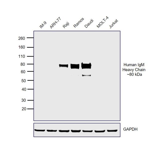 Human IgM (Heavy chain) Cross-Adsorbed Secondary Antibody in Western Blot (WB)
