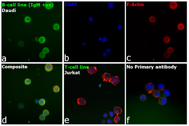 Human IgM (Heavy chain) Cross-Adsorbed Secondary Antibody in Immunocytochemistry (ICC/IF)