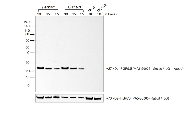 Mouse IgG (H+L) Highly Cross-Adsorbed Secondary Antibody in Western Blot (WB)