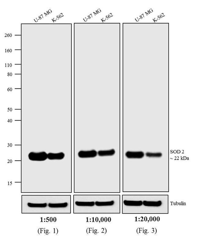 Mouse IgG (H+L) Highly Cross-Adsorbed Secondary Antibody in Western Blot (WB)
