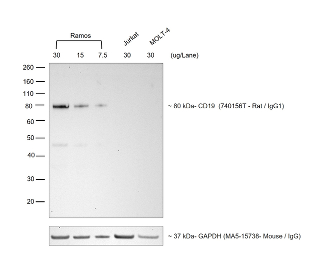 Rat IgG (H+L) Cross-Adsorbed Secondary Antibody in Western Blot (WB)