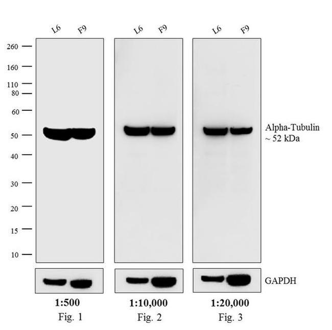 Rat IgG (H+L) Cross-Adsorbed Secondary Antibody in Western Blot (WB)