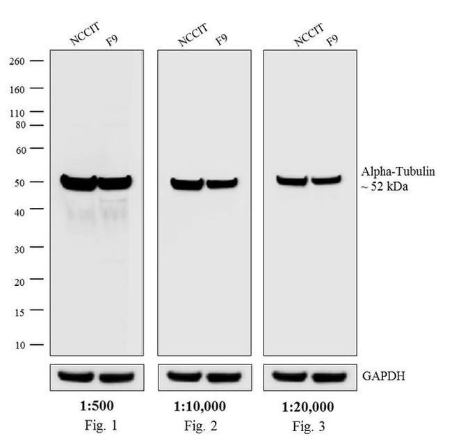 Rat IgG (H+L) Highly Cross-Adsorbed Secondary Antibody in Western Blot (WB)