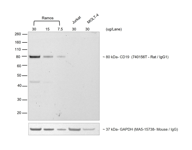 Rat IgG (H+L) Highly Cross-Adsorbed Secondary Antibody in Western Blot (WB)