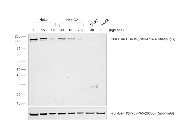 Sheep IgG (H+L) Secondary Antibody in Western Blot (WB)