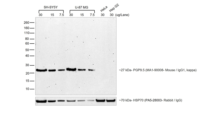 Mouse IgG (Heavy chain) Secondary Antibody in Western Blot (WB)
