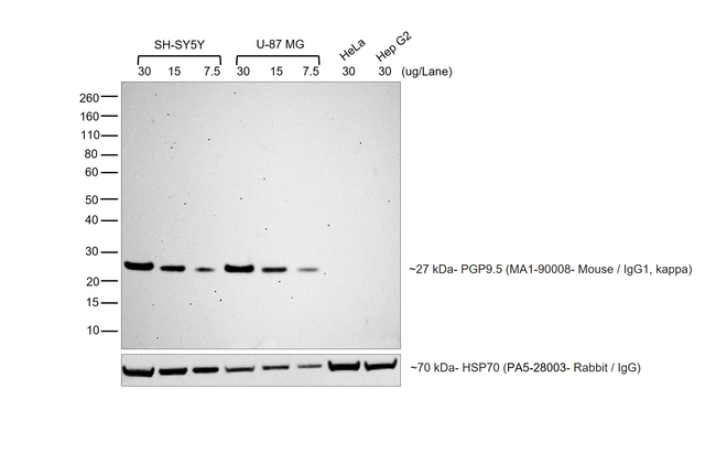 Mouse IgG (H+L) Secondary Antibody in Western Blot (WB)