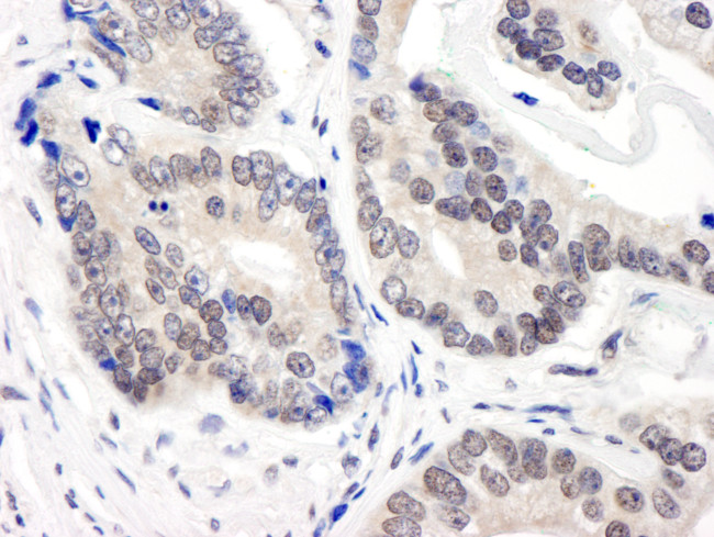 CSN3 Antibody in Immunohistochemistry (Paraffin) (IHC (P))