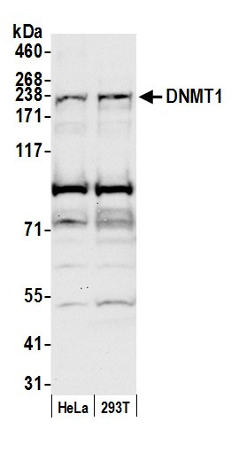 DNMT1 Antibody in Western Blot (WB)