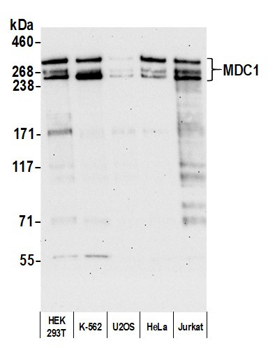 MDC1 Antibody in Western Blot (WB)