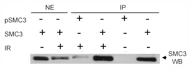 Phospho-SMC3 (Ser383) Antibody in Immunoprecipitation (IP)