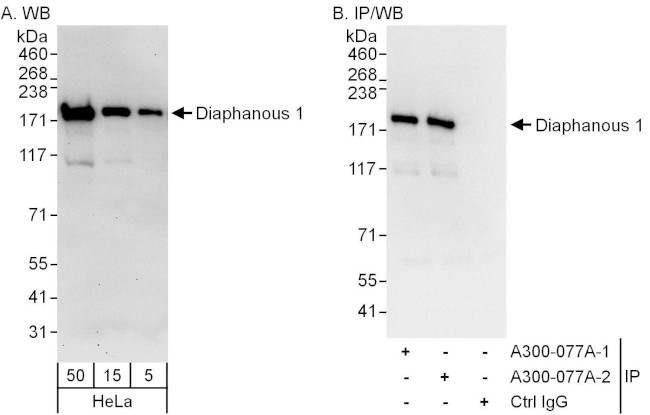 Diaphanous 1 Antibody in Western Blot (WB)