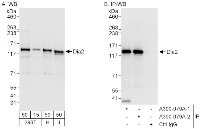 Diaphanous 2 Antibody in Western Blot (WB)