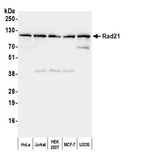 Rad21 Antibody in Western Blot (WB)
