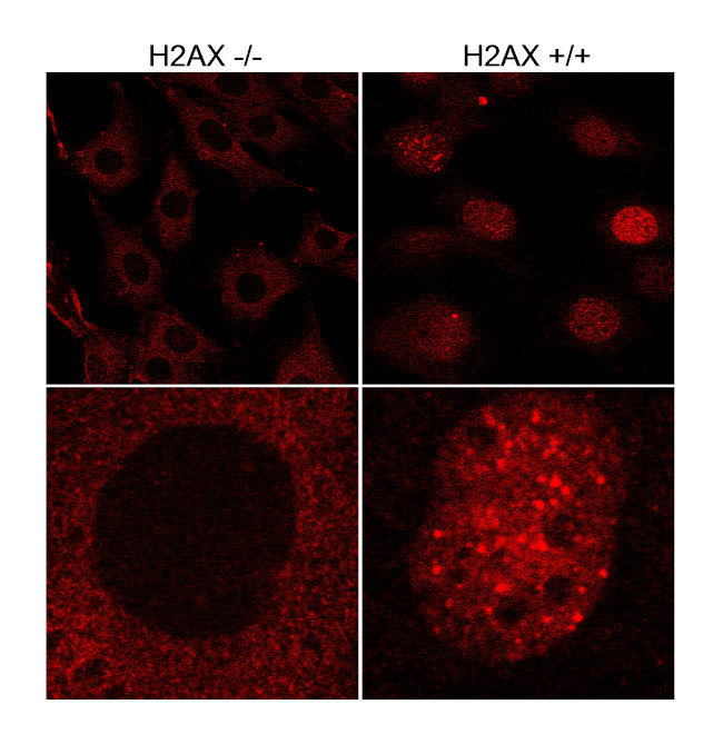 H2AX Antibody in Immunocytochemistry (ICC/IF)