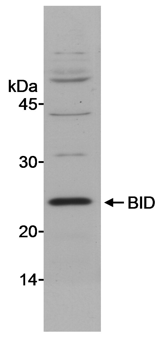 BID Antibody in Western Blot (WB)