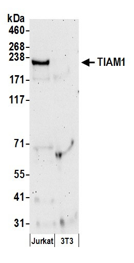 TIAM1 Antibody in Western Blot (WB)