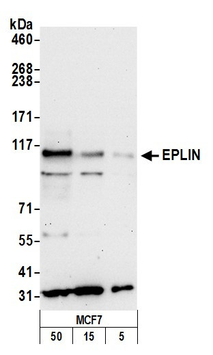 EPLIN Antibody in Western Blot (WB)
