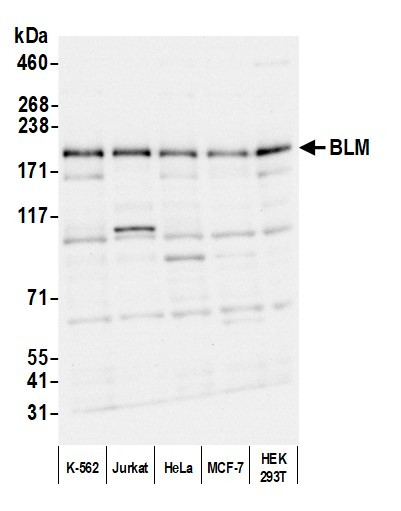 BLM Antibody in Western Blot (WB)