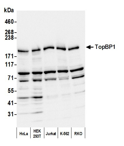 TopBP1 Antibody in Western Blot (WB)