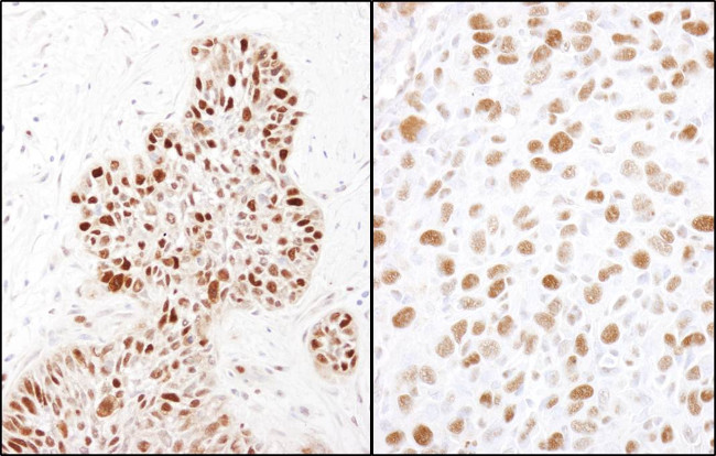 Phospho-MCM2 (Ser41) Antibody in Immunohistochemistry (Paraffin) (IHC (P))