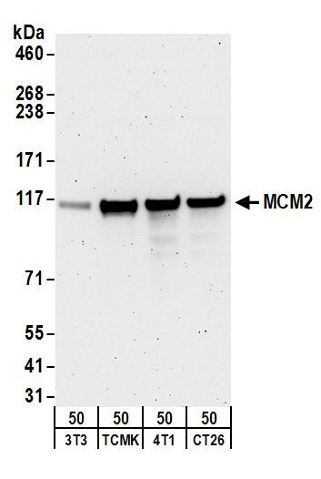 MCM2 Antibody in Western Blot (WB)