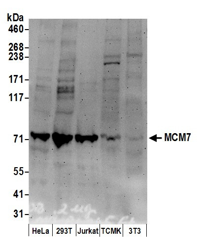 MCM7 Antibody in Western Blot (WB)