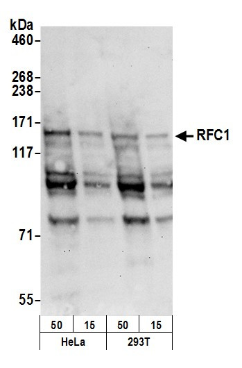 RFC1 Antibody in Western Blot (WB)