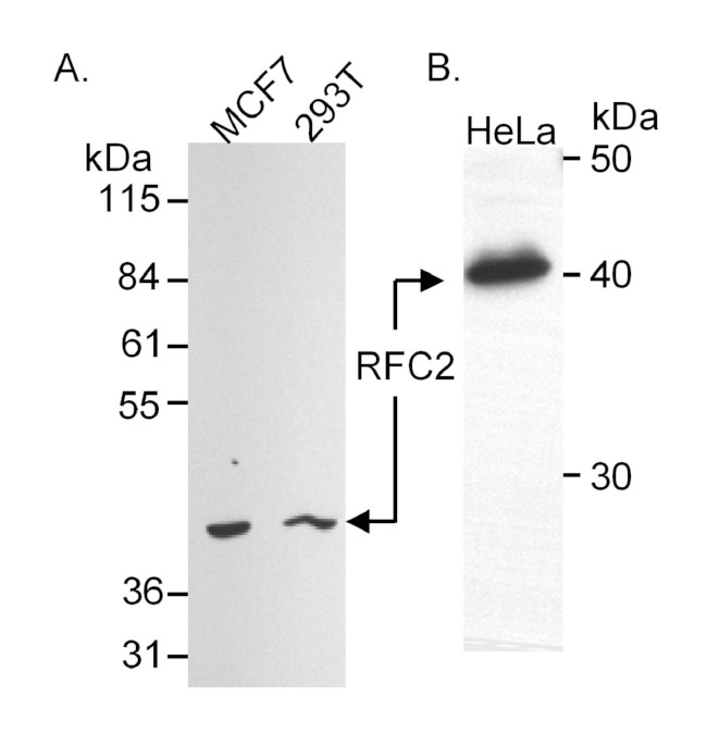 RFC2 Antibody in Western Blot (WB)