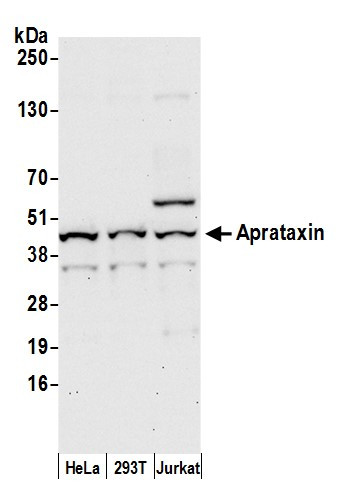 Aprataxin Antibody in Western Blot (WB)