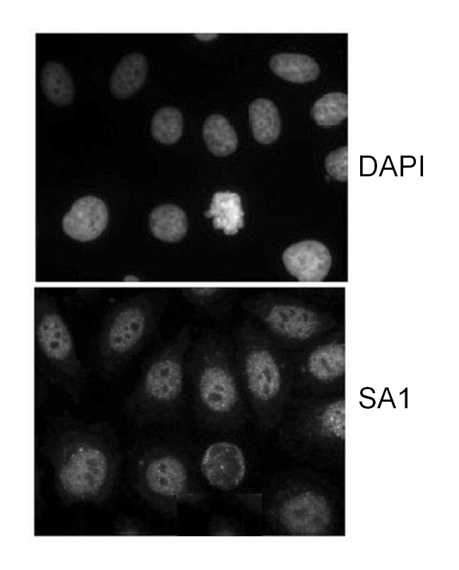 SA1 Antibody in Immunocytochemistry (ICC/IF)