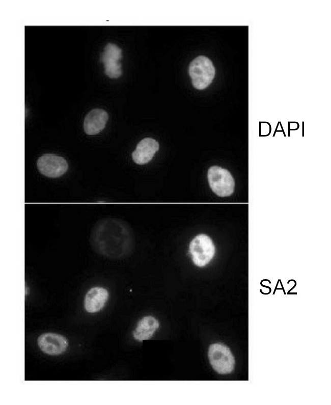 SA2 Antibody in Immunocytochemistry (ICC/IF)