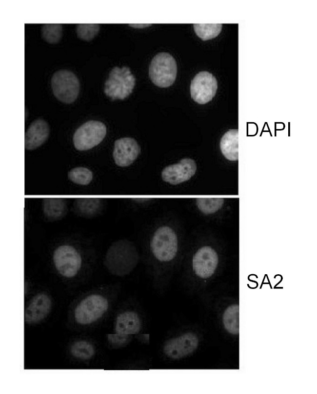 SA2 Antibody in Immunocytochemistry (ICC/IF)
