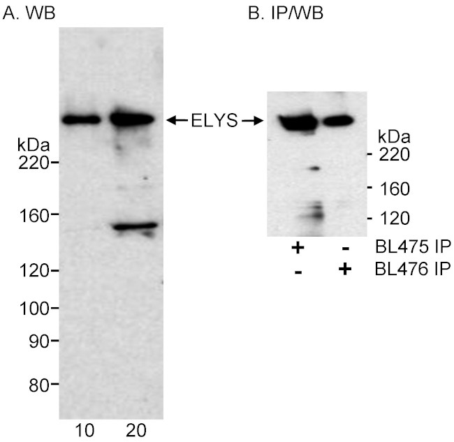 ELYS Antibody in Western Blot (WB)