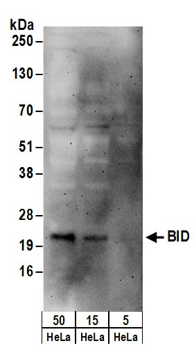 BID Antibody in Western Blot (WB)