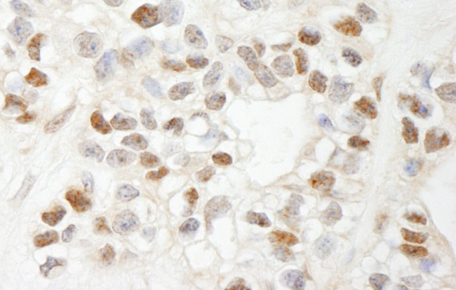 MCAF Antibody in Immunohistochemistry (Paraffin) (IHC (P))