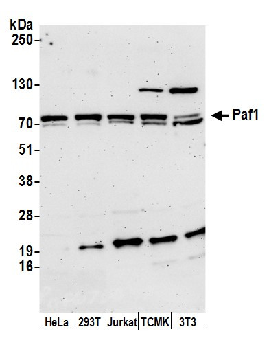 Paf1 Antibody in Western Blot (WB)