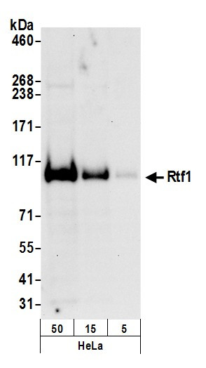 Rtf1 Antibody in Western Blot (WB)