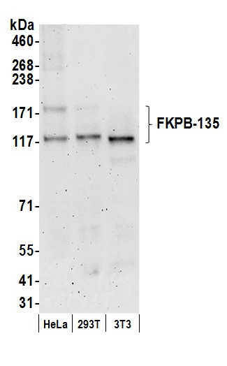 FKBP-135 Antibody in Western Blot (WB)