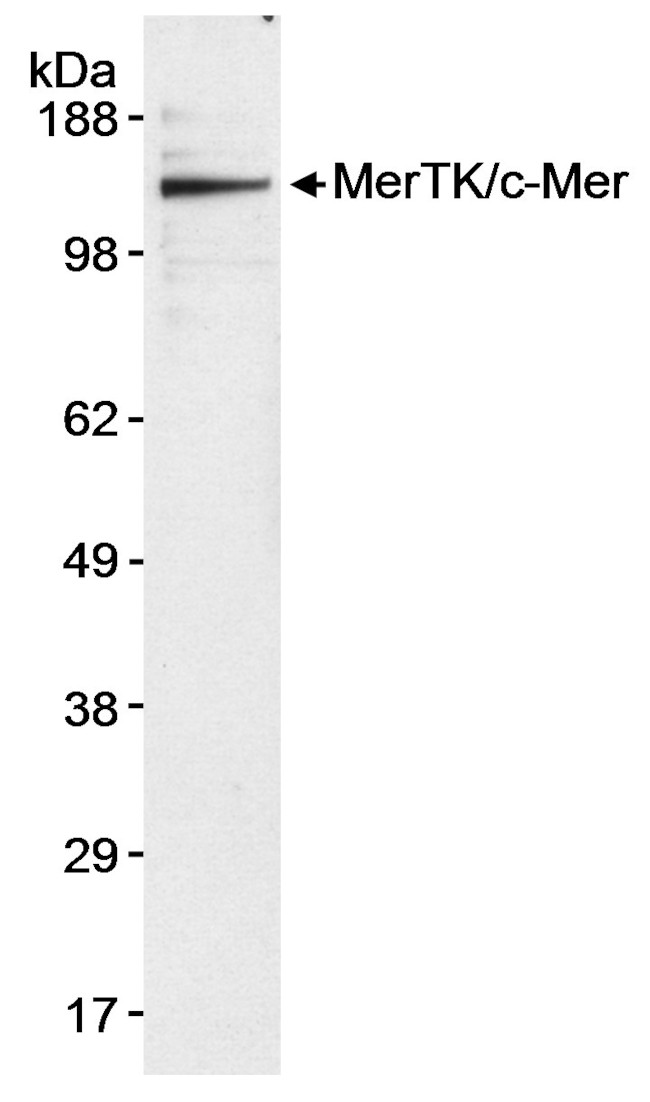 MerTK/c-mer Antibody in Western Blot (WB)