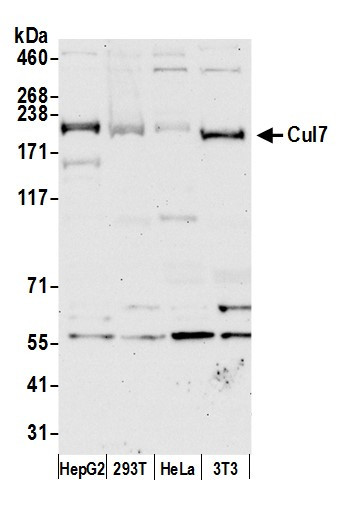 Cul7 Antibody in Western Blot (WB)