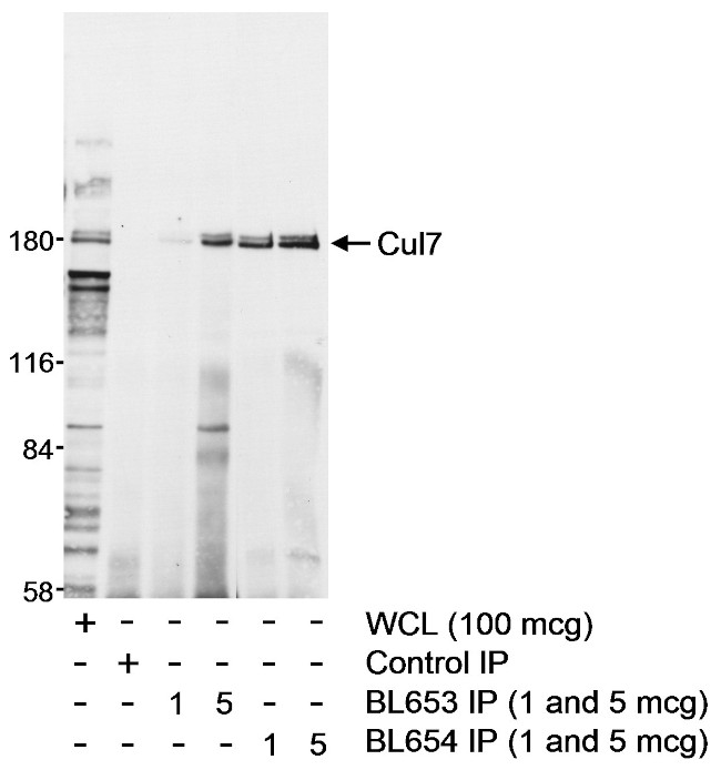 Cul7 Antibody in Western Blot (WB)