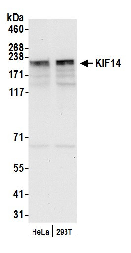 KIF14 Antibody in Western Blot (WB)