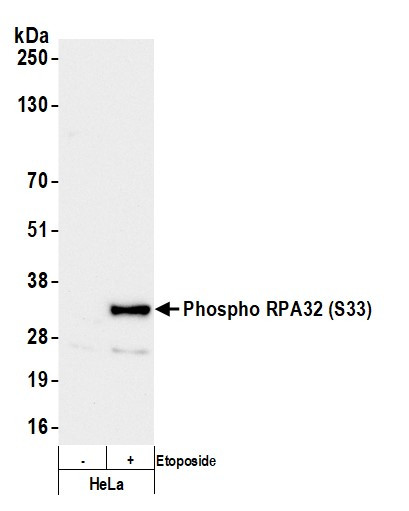 Phospho-RPA32 (Ser33) Antibody in Western Blot (WB)