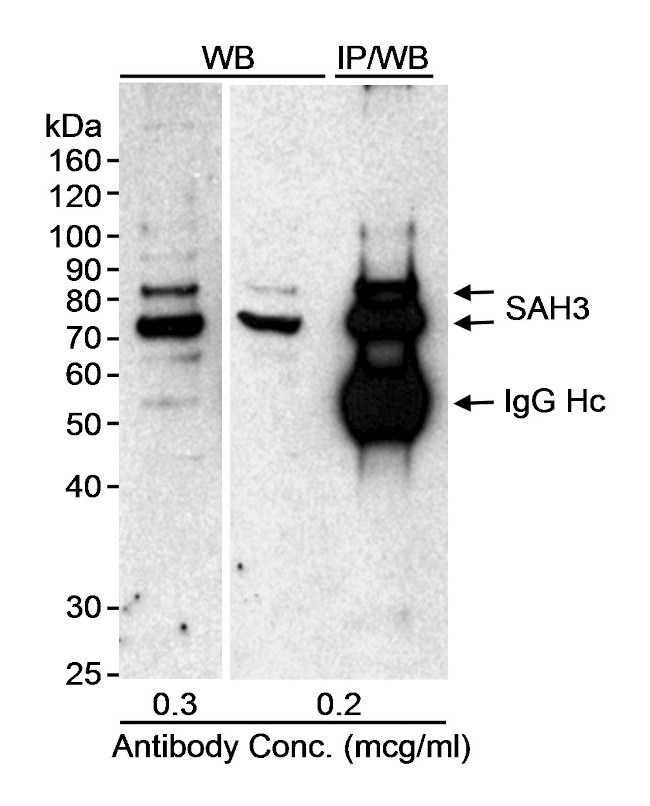 SAH3 Antibody in Western Blot (WB)