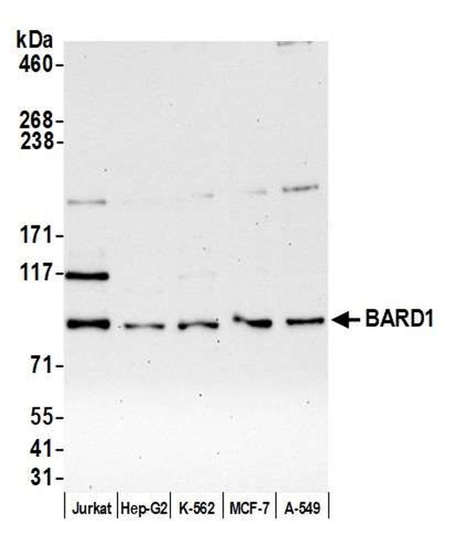BARD1 Antibody in Western Blot (WB)