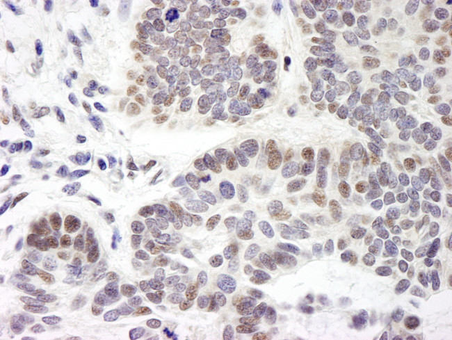 ZNF261 Antibody in Immunohistochemistry (Paraffin) (IHC (P))