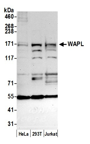 WAPL Antibody in Western Blot (WB)