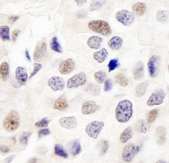 INT7 Antibody in Immunohistochemistry (Paraffin) (IHC (P))